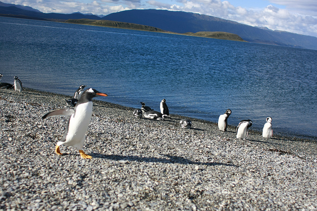 Gentoo Penguin near Ushuaia